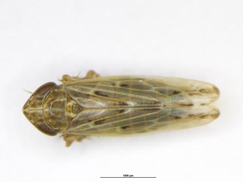 Psammotettix confinis